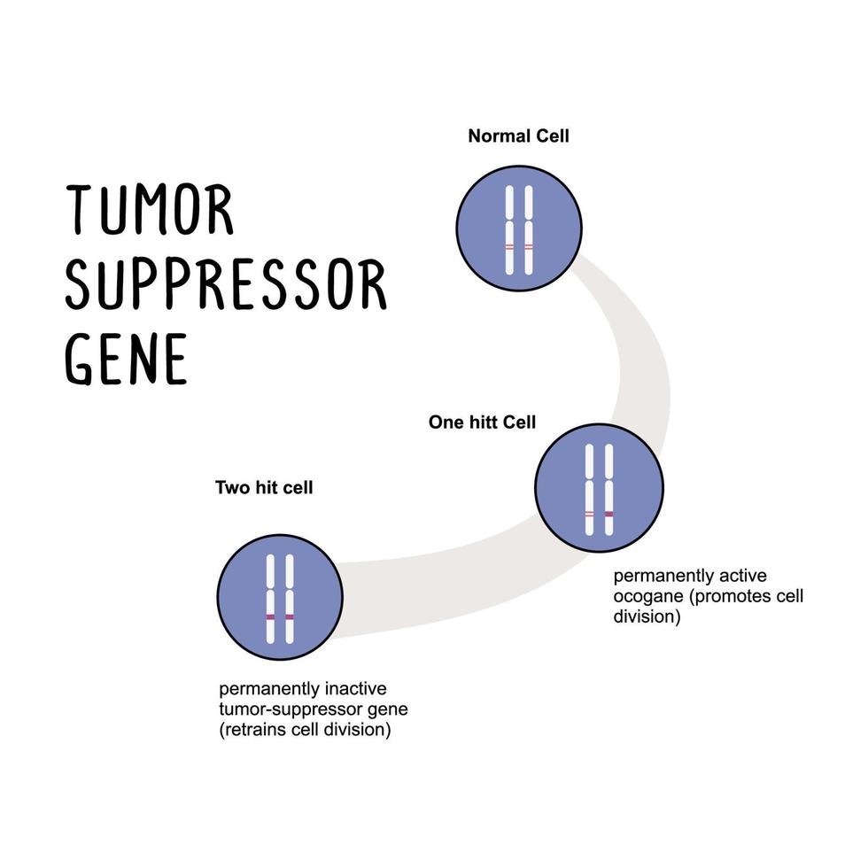 tumor supressor gene uma gene este regula célula crescimento e divisão vetor