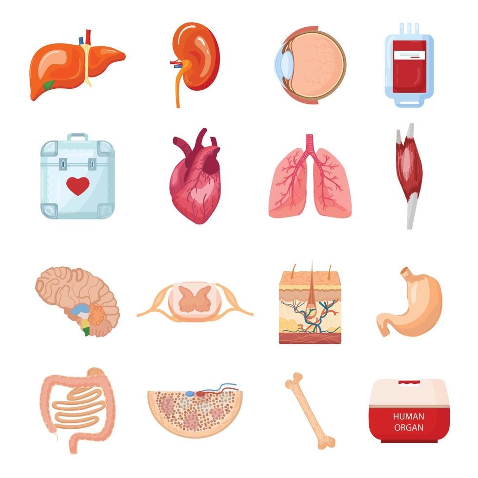 doar órgãos ícones conjunto desenho animado vetor. humano doador vetor