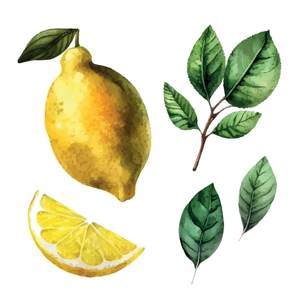 mão desenhado aguarela pintura em branco fundo. vetor ilustração do fruta limão