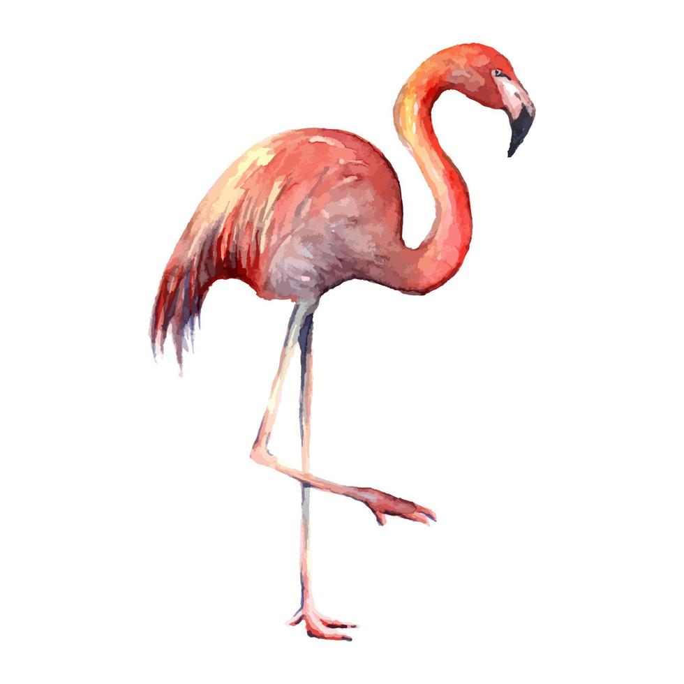 flamingo. desenhado à mão silhueta do pássaro. real aguarela desenho. vetor ilustração. traçado pintura. para papel de parede ou fundo e livros
