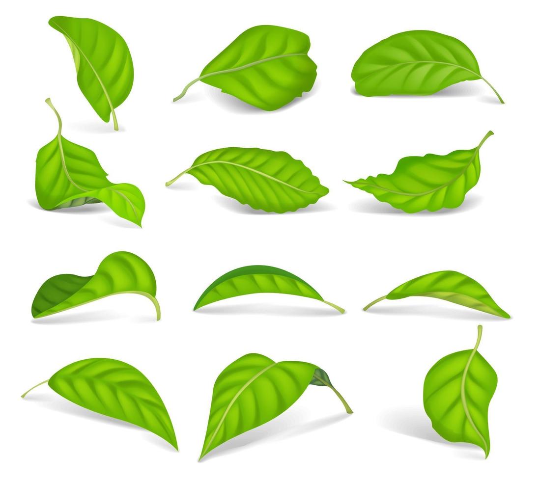 conjunto de folhas de chá verde realistas isolado em um fundo branco. elementos do vetor. vetor