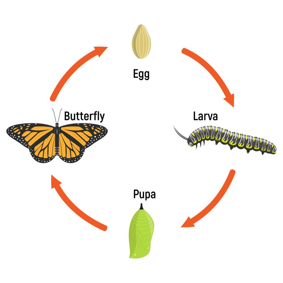 borboleta vida ciclo metamorfose, vetor ilustração. Educação escola