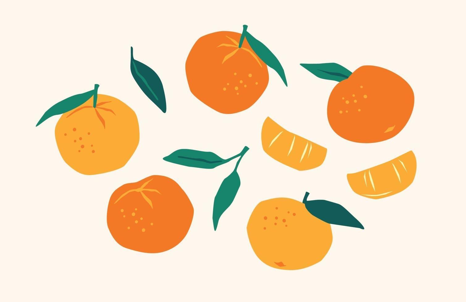 conjunto de tangerinas desenhadas. frutas cítricas, laranjas, mantarinas. ilustração vetorial. elementos isolados vetor