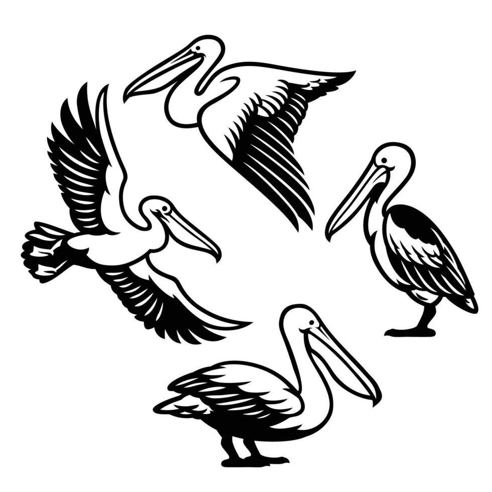 conjunto do pelicano pássaro vetor