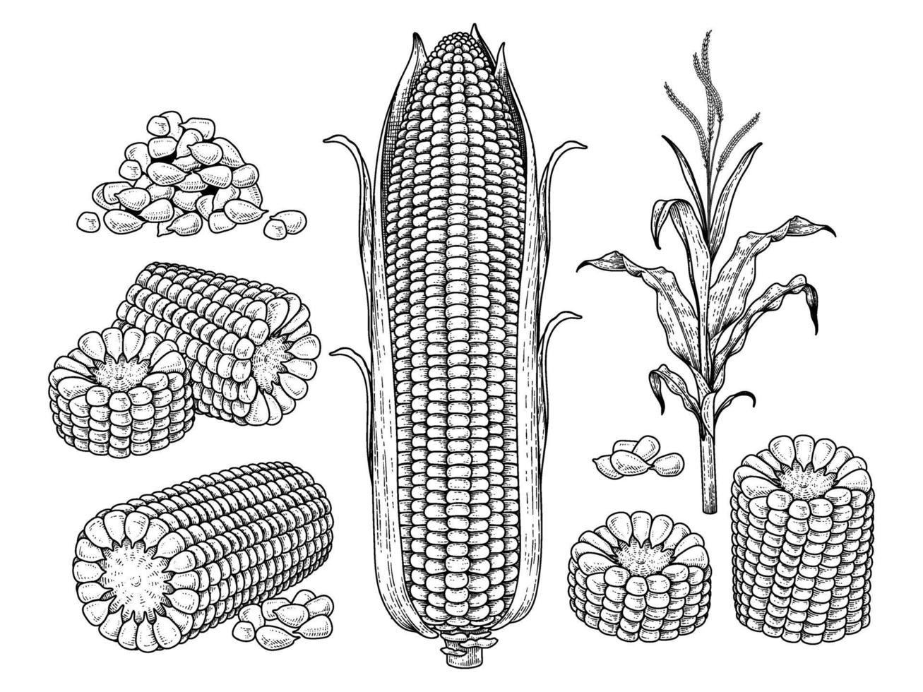 conjunto de ilustração desenhada à mão de milho vetor