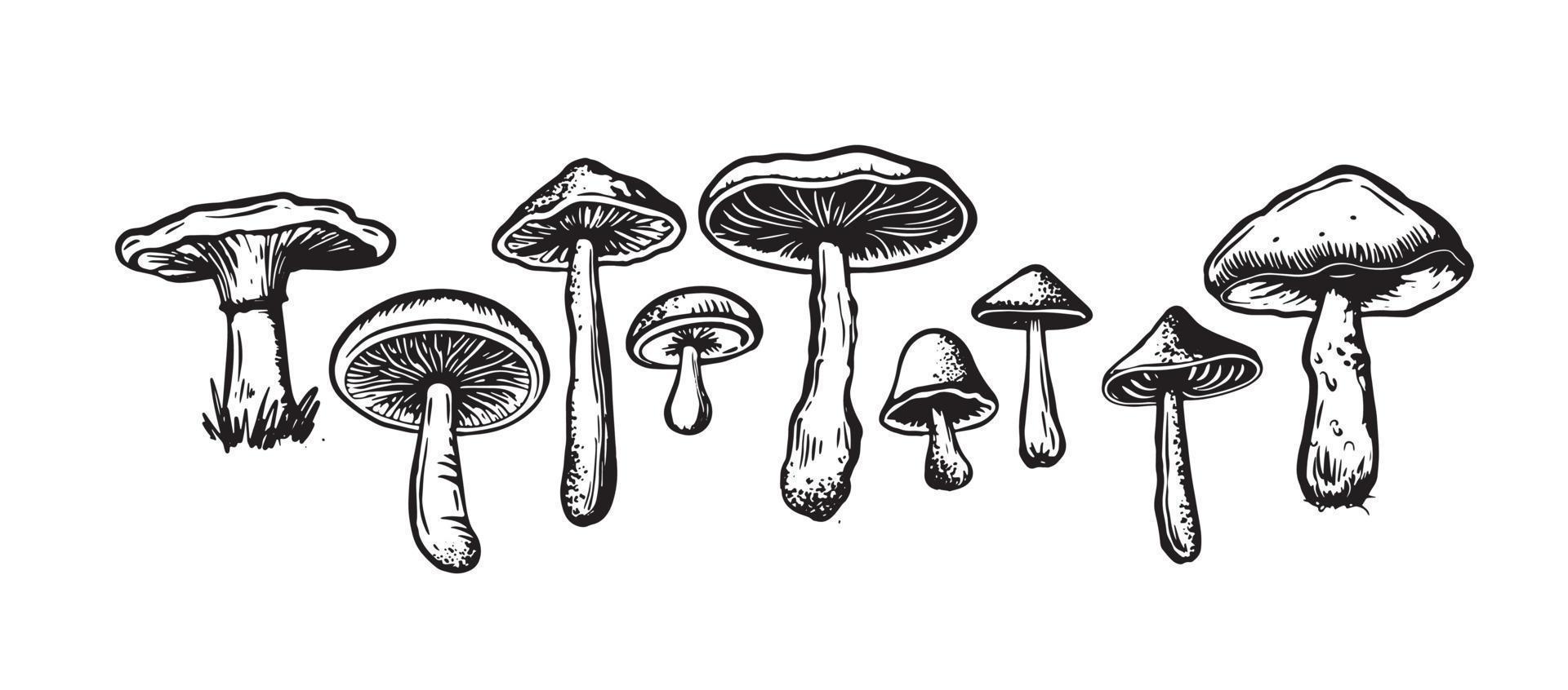 cogumelos conjunto mão desenhado ilustrações, vetor. vetor