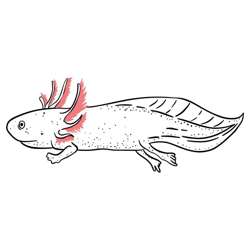 axolotl esboço arte ,bom para gráfico Projeto recursos, cartazes, bandeiras, modelos, impressões, coloração livros e mais. vetor