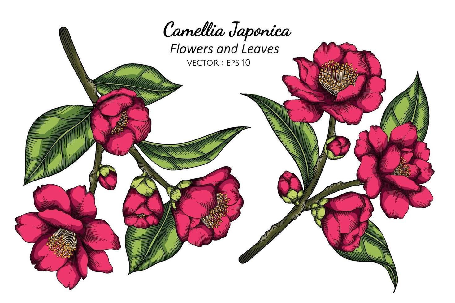 rosa camélia japonica flor e folha desenho ilustração com linha artística em fundo branco. vetor