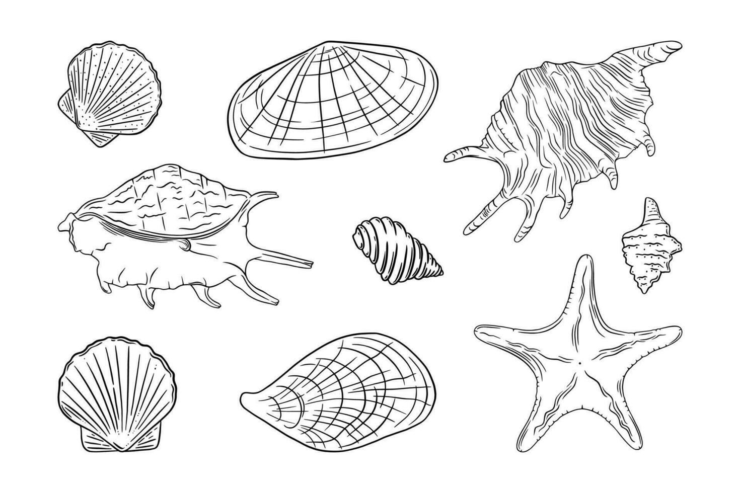 conchas do mar conjunto com estrela do Mar, Vieira, ostra e de outros frutos do mar. cartuchos isolado dentro branco fundo. vetor ilustração