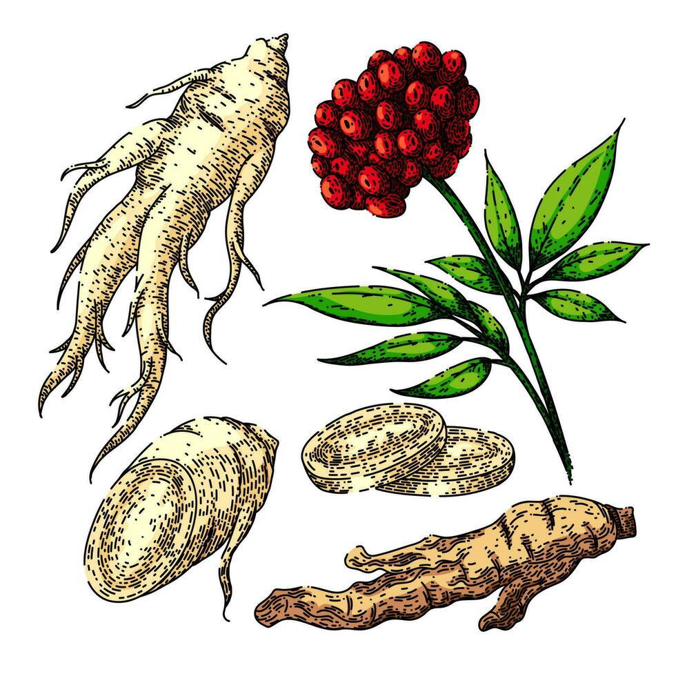 ginseng raiz conjunto esboço mão desenhado vetor