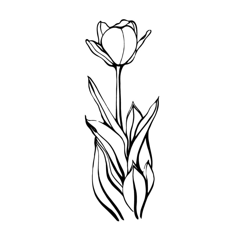 tulipa em uma haste com leaves.a flor tulipa. ilustração vetorial no estilo doodle. elementos de design floral são isolados em um fundo branco vetor