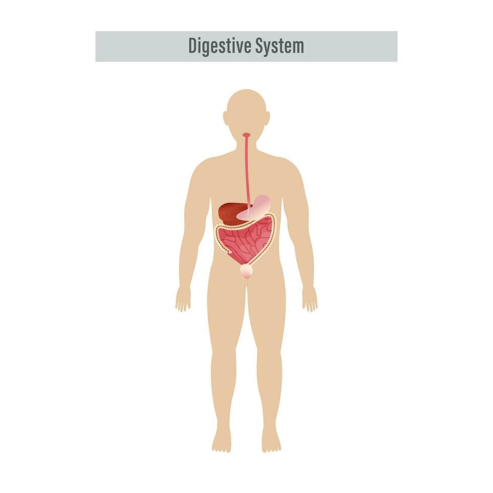 anatomia do a humano digestivo órgãos em branco fundo. vetor