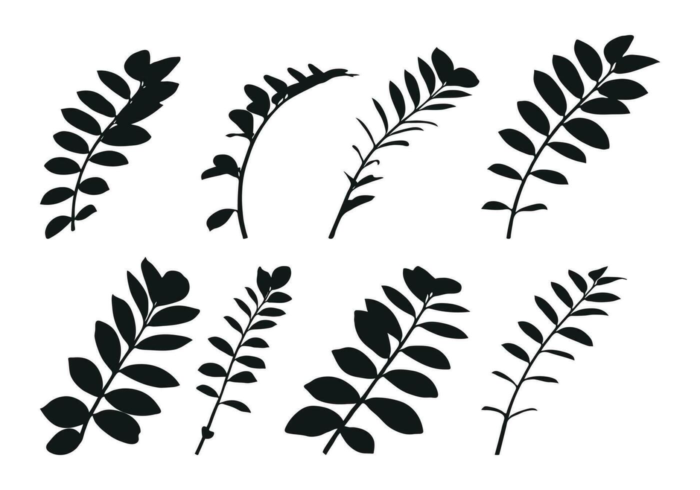 real moderno silhuetas plantas, ervas. desenhando zamioculcas. plano Projeto arte Projeto modelo. vetor