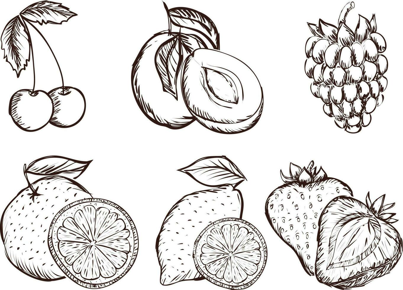 conjunto do frutas. conjunto do mão desenhado frutas. vetor ilustração isolado em branco fundo.