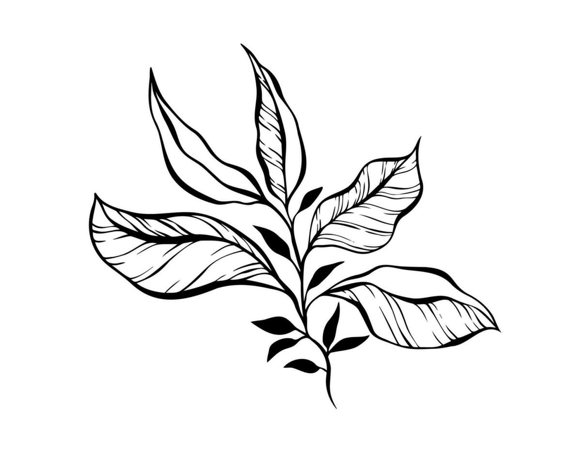 elegante Preto linha arte do uma ramo folha, delicado botânico linhas vetor