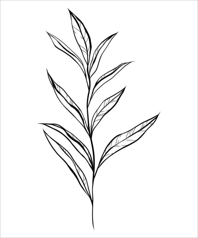 Preto linha vetor arte do uma baía folha, delicado botânico linha arte