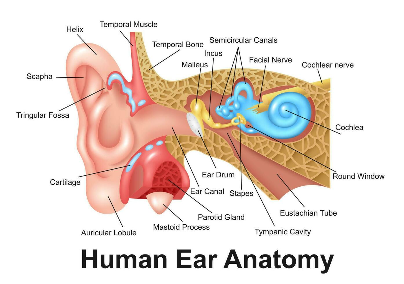 humano orelha detalhado anatomia, vetor ilustração