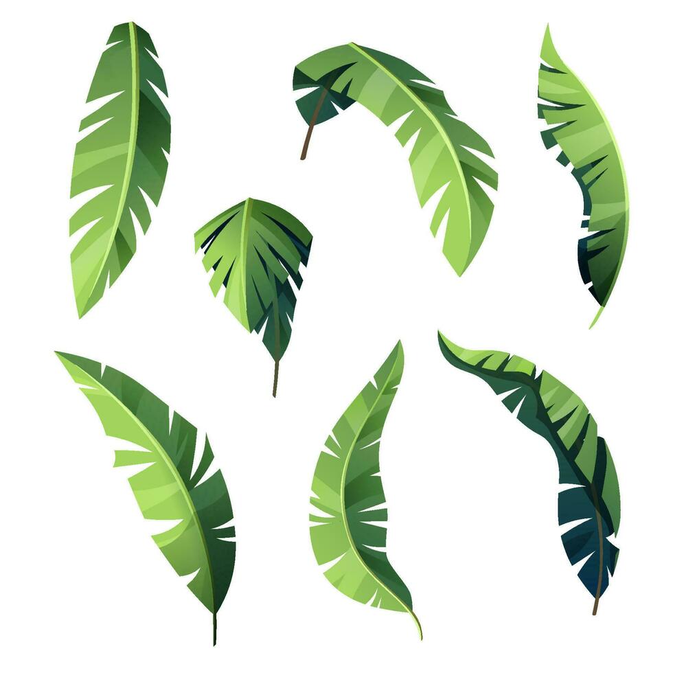 conjunto do Palma folhas dentro desenho animado estilo isolado em branco fundo. trópicos, exótico plantas, botânica vetor
