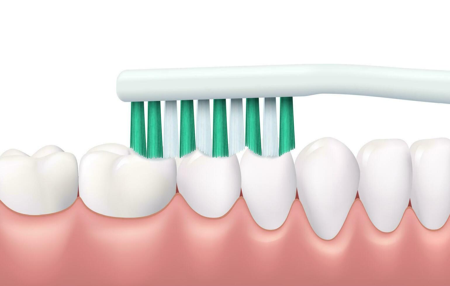 dentes e gengivas escovar dental higiene rotina vetor