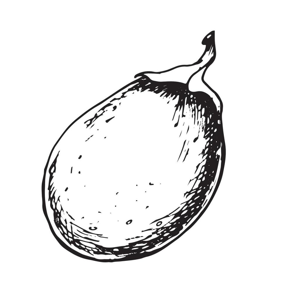 paixão fruta isolado em branco fundo. tropical fruta maracujá mão desenhado vetor ilustração. Projeto elemento para invólucro, cardápio, mercado, ervas chá, sorvete, adesivos, talheres.