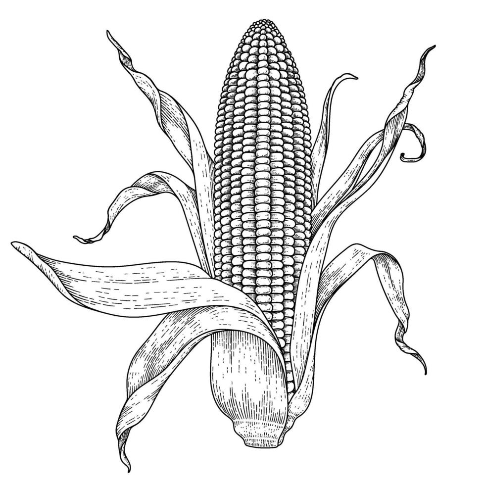 ilustração desenhada à mão de milho vetor