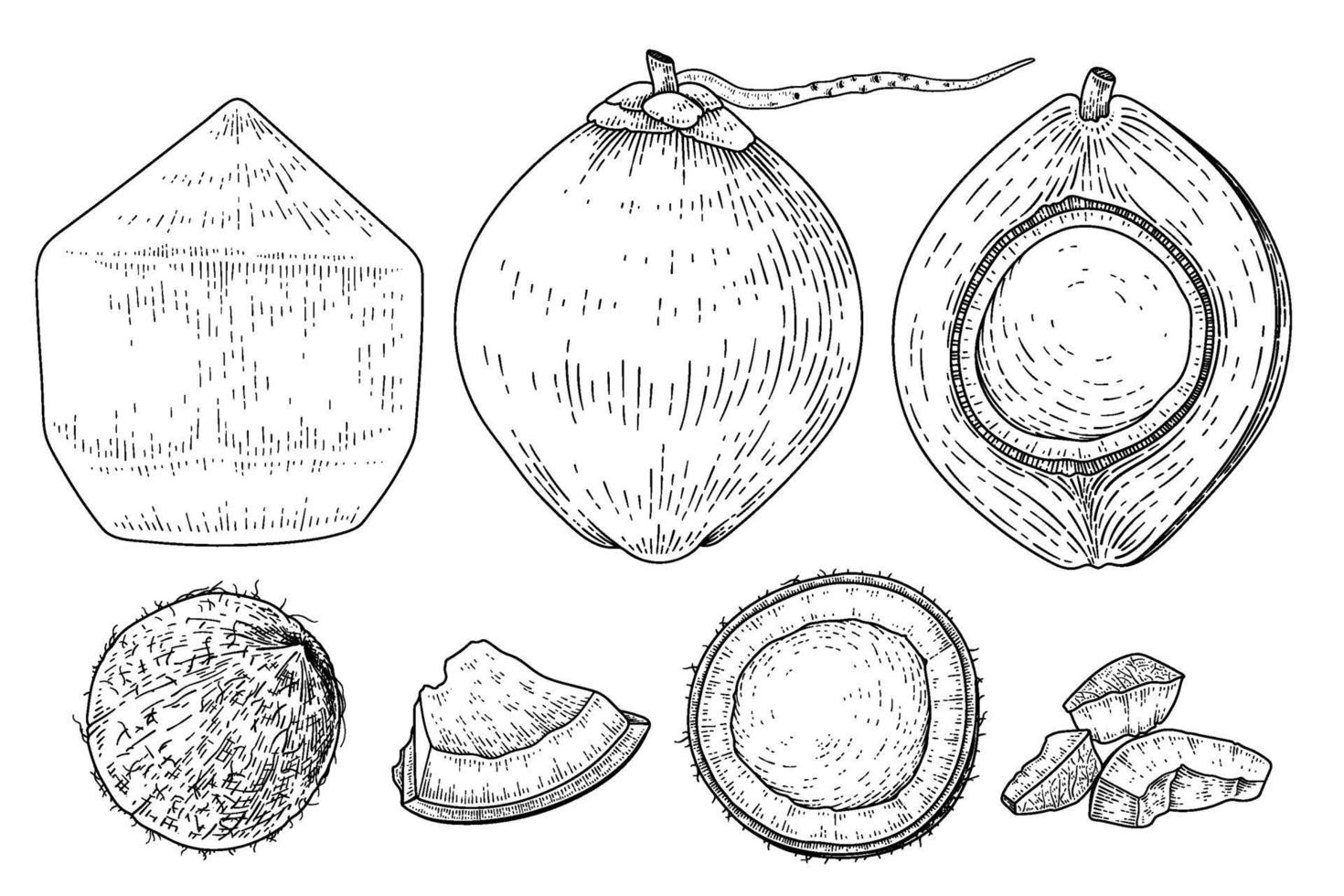 conjunto de estilo retro de ilustração vetorial desenhada de mão de coco. inteiro, meio, casca e carne de coco. vetor