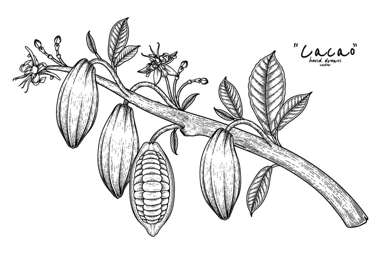 ramo de cacau com ilustração de frutas mão desenhada vetor