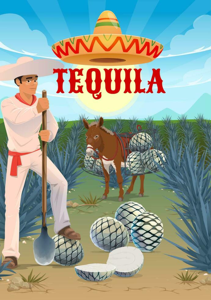 tequila Produção, agave crescendo e colheita vetor