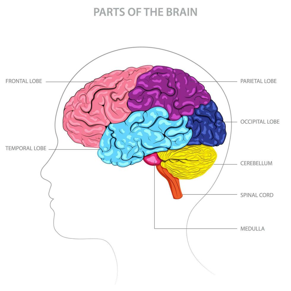 cérebro partes incluir cérebro, cerebelo, tronco cerebral, e límbico sistema, cada com distinto funções vetor
