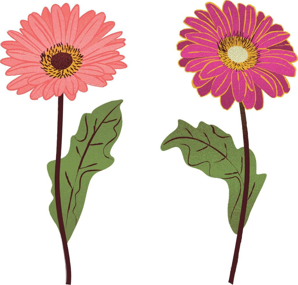 Rosa gerbera flores isolado em branco fundo vetor ilustração Projeto