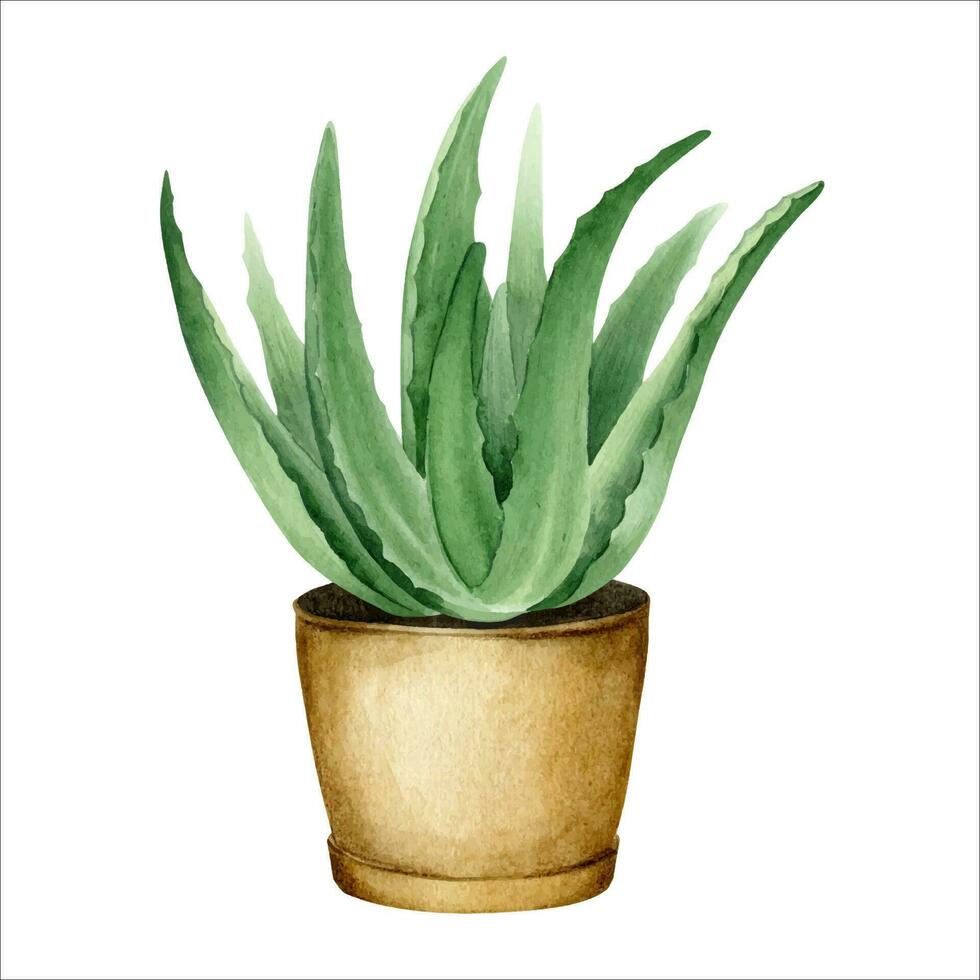 aloés vera plantar dentro Panela. interior plantar suculento. aguarela ilustração, desenhado à mão. isolado em uma branco fundo. para embalagem cosméticos, invólucro papel, cartões vetor