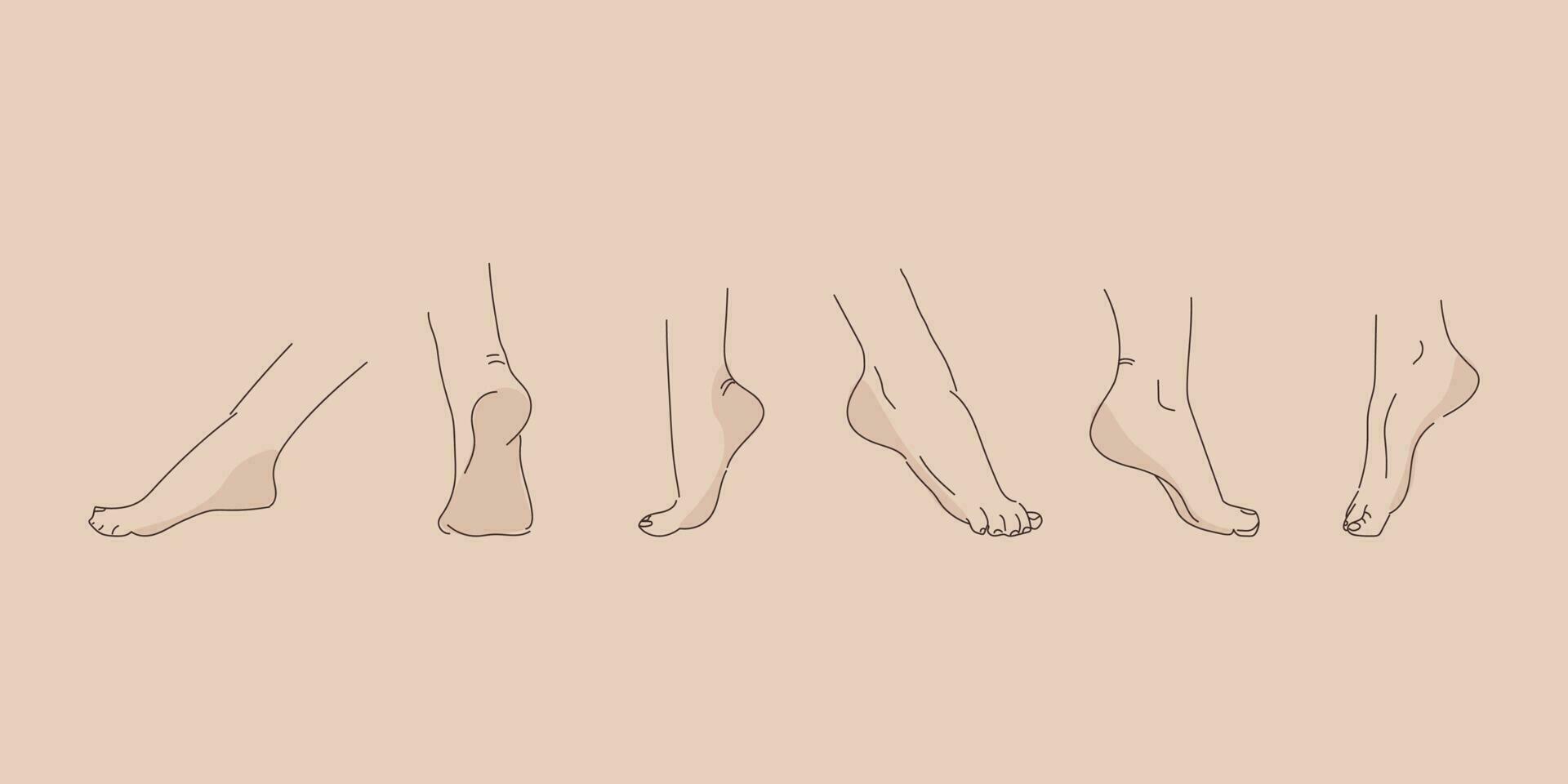 vetor humano pé dentro vários poses. mão desenhando com uma linha. conjunto do fêmea pés para Projeto.