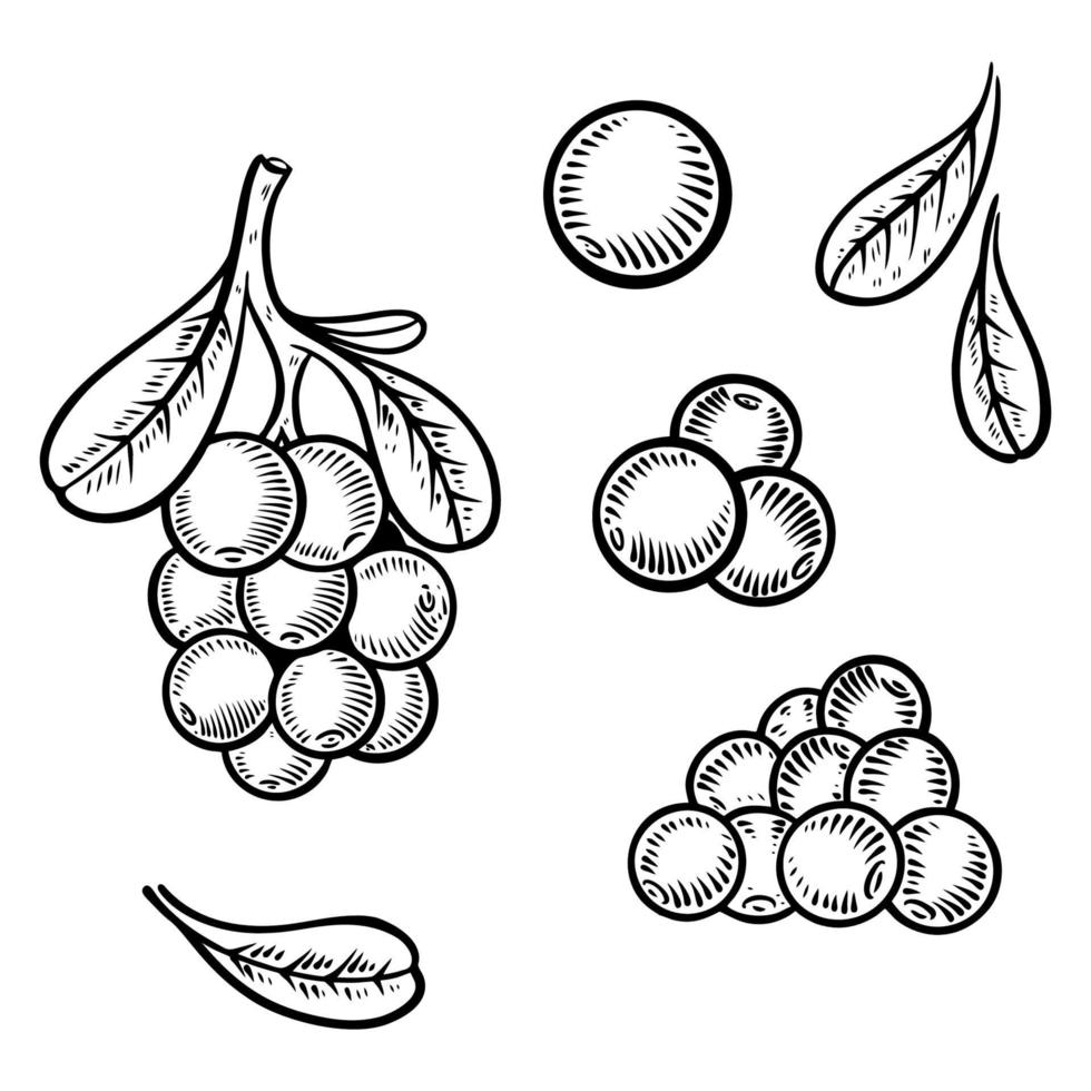 conjunto de doodle de cranberry conjunto de ilustração vetorial vetor