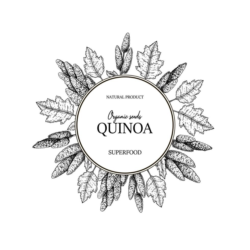 mão desenhada quinoa frame. ilustração vetorial no estilo de desenho. vetor