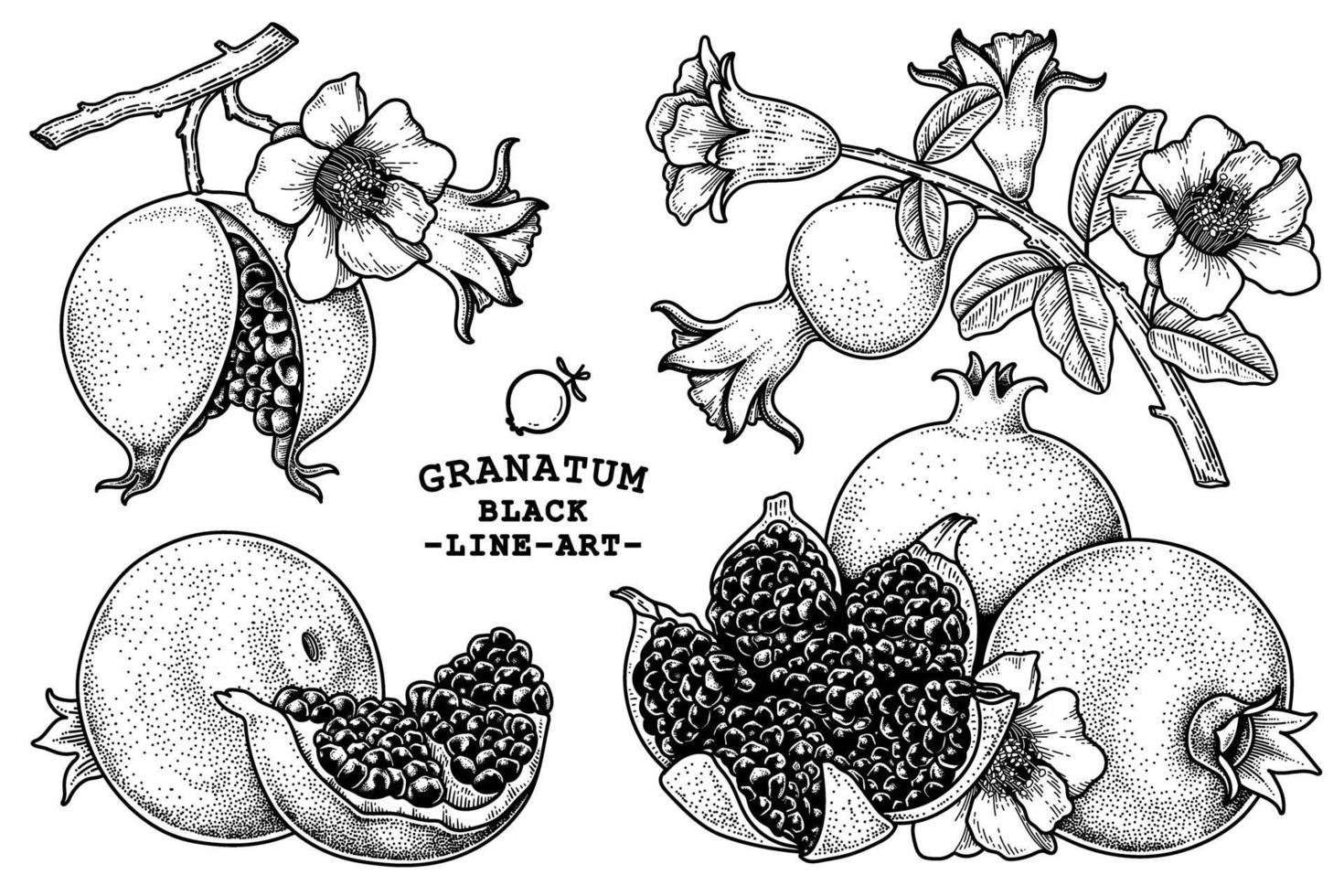 ilustração retro desenhada à mão da fruta da romã vetor
