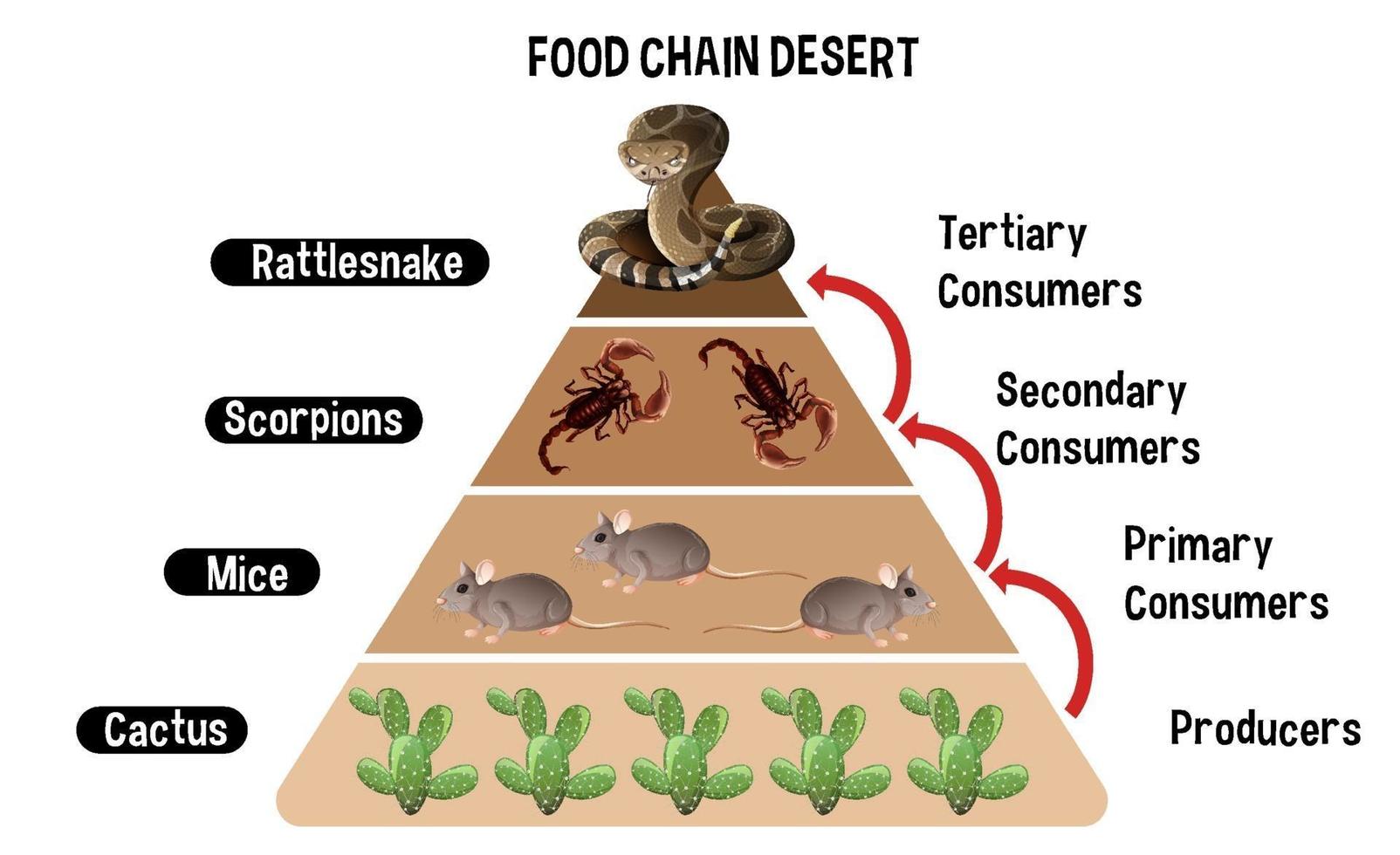 diagrama mostrando a cadeia alimentar do deserto para a educação vetor