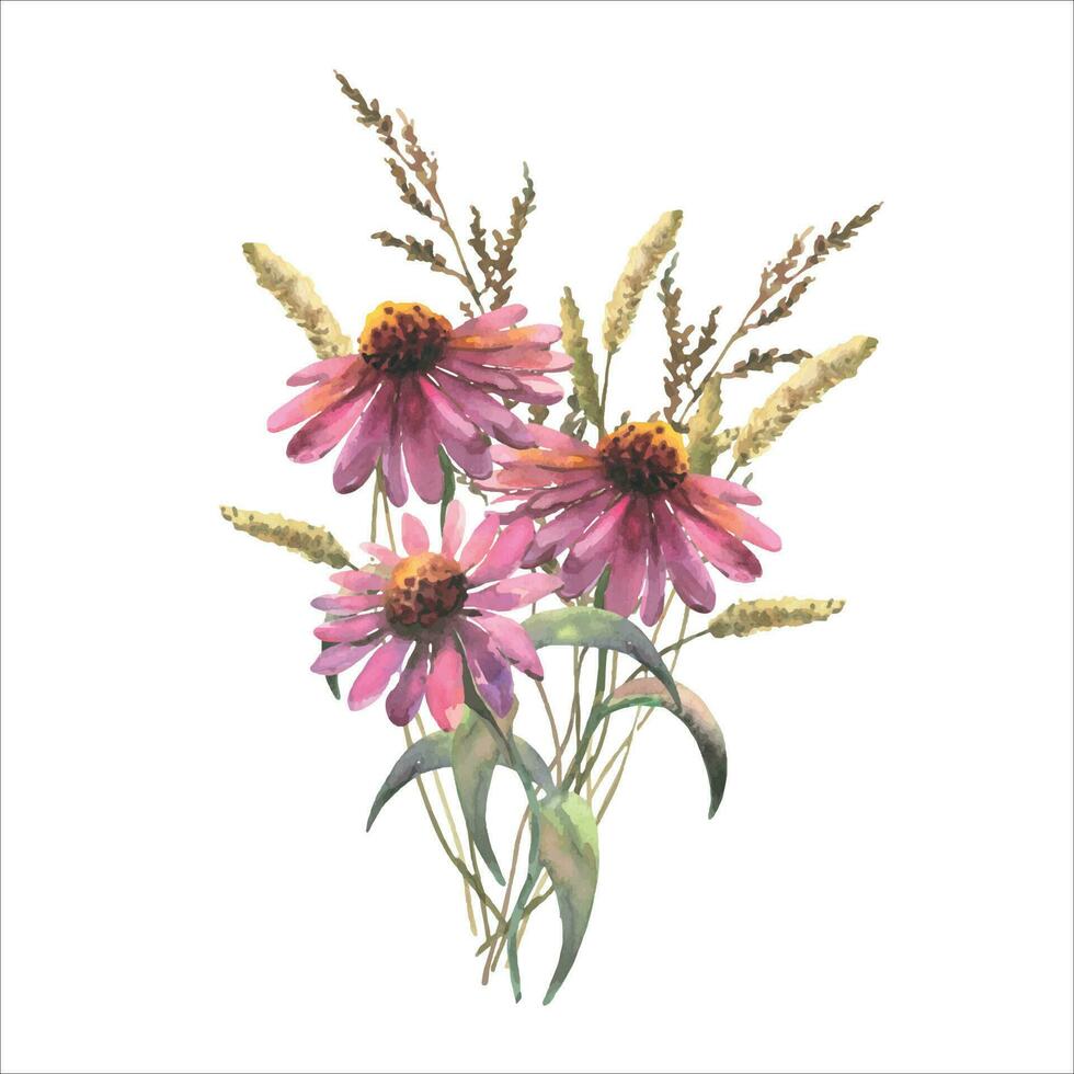 aguarela vetor ramalhete do echinacea flores e campo ervas. modelo para convites, cartões postais