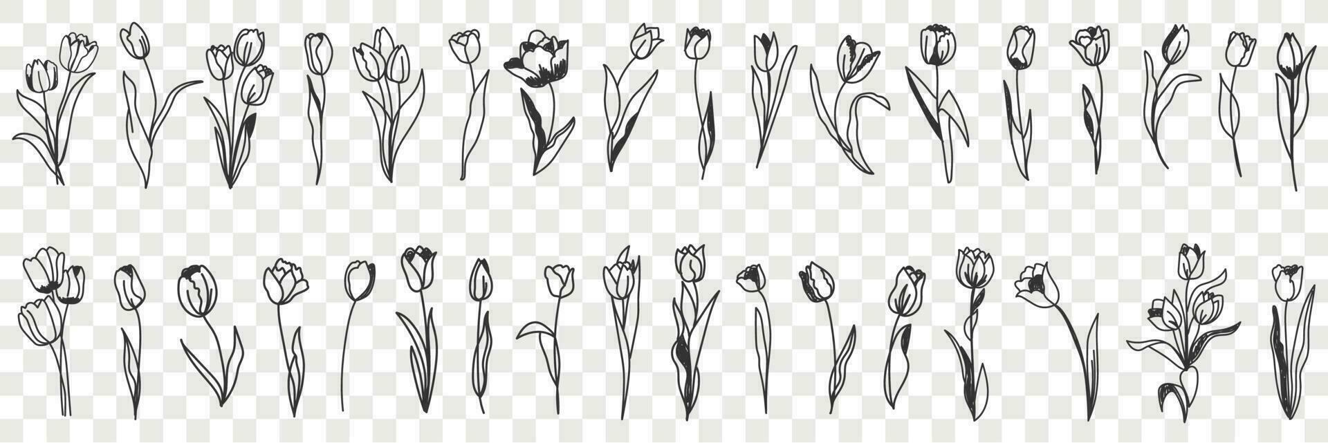 tulipa flores decoração rabisco definir. coleção do mão desenhado vários florescendo tulipa floral padronizar decorações papel de parede dentro linhas isolado em transparente vetor