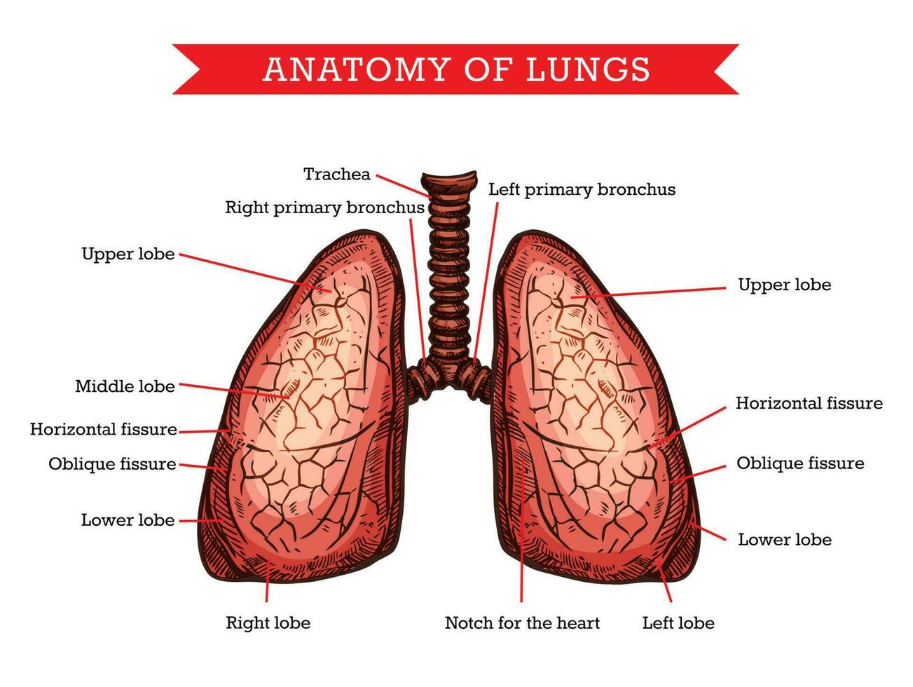 humano pulmões anatomia, vetor remédio ajuda esquema