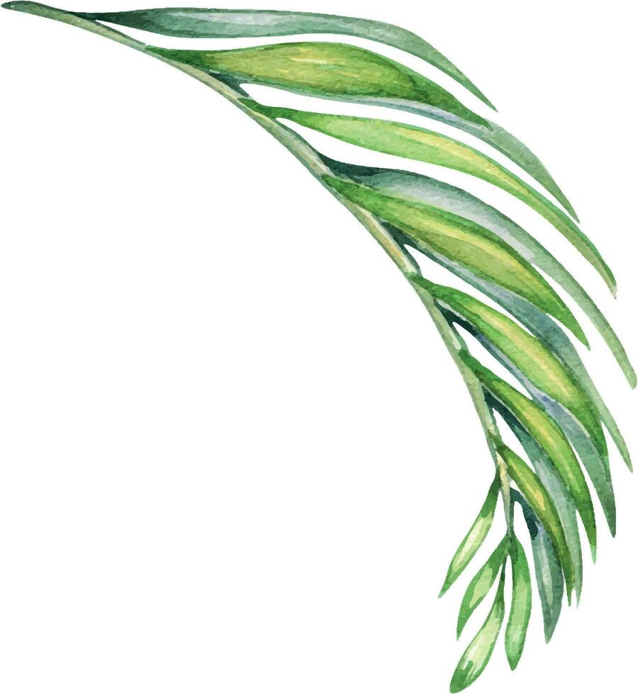 Palma folhas do Açaí árvore aguarela ilustração isolado em branco fundo. verde Escovar do tropical Palma, exótico folha mão retirou. Projeto elemento para invólucro, embalagem, rótulo, cozinha utensílio vetor
