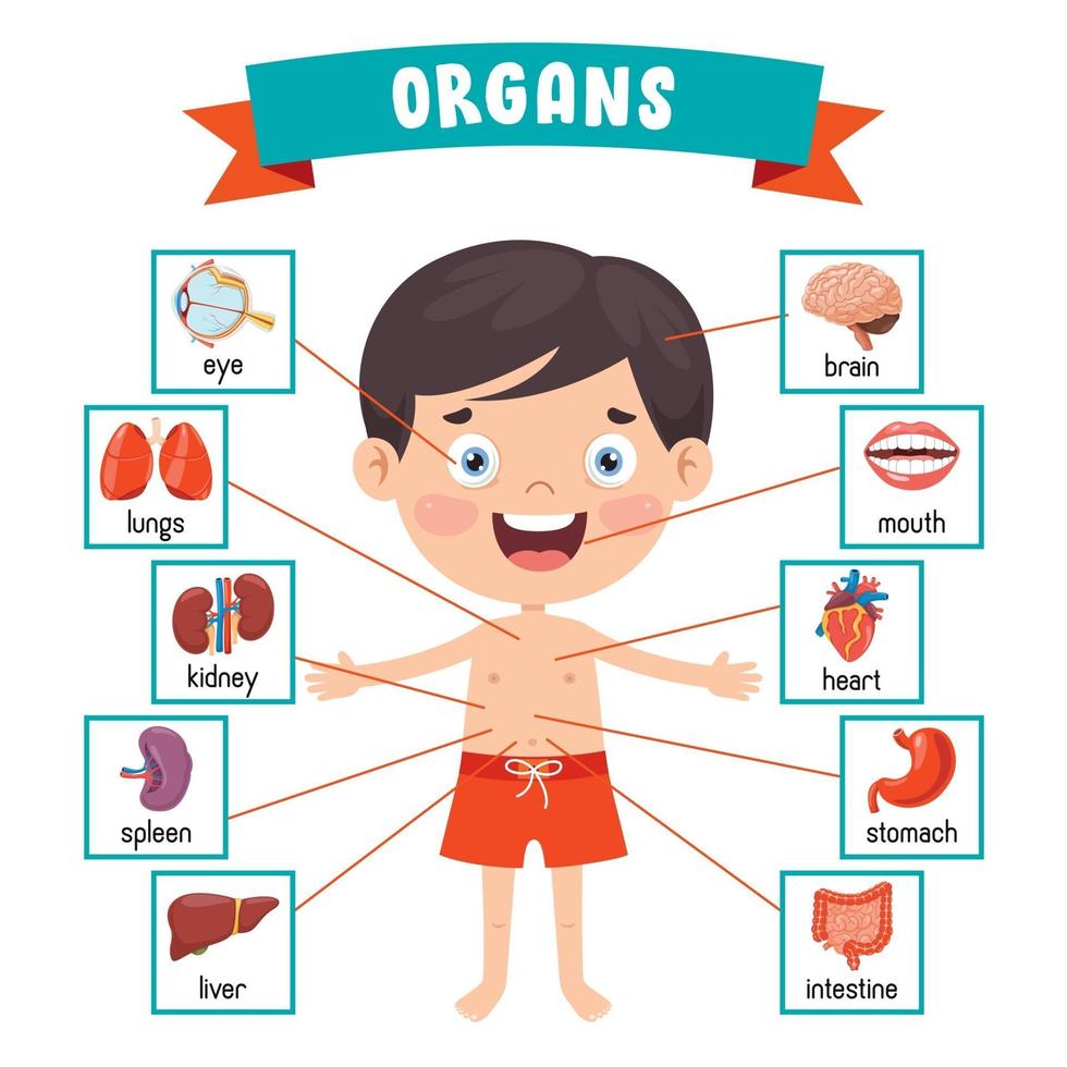criança engraçada mostrando partes do corpo humano vetor
