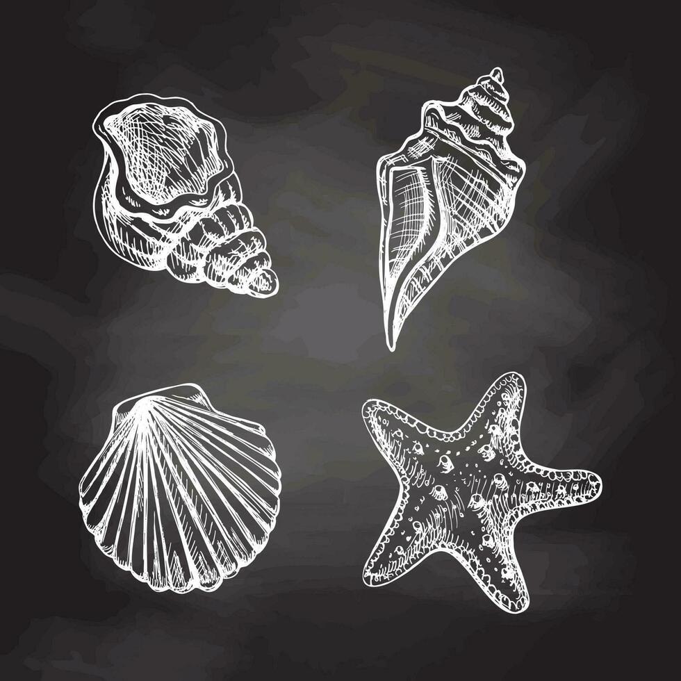 mão desenhado esboço conjunto do marinho estrela do Mar, Concha do mar, amêijoa, concha oceano aquático embaixo da agua vetor. gravação ilustração em quadro-negro fundo. vetor
