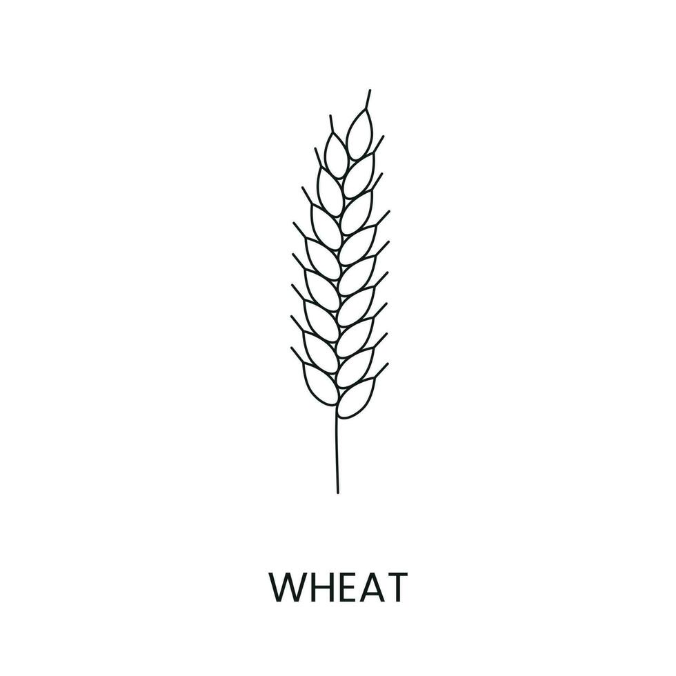 trigo linha ícone dentro vetor, ilustração do uma cereal plantar. vetor