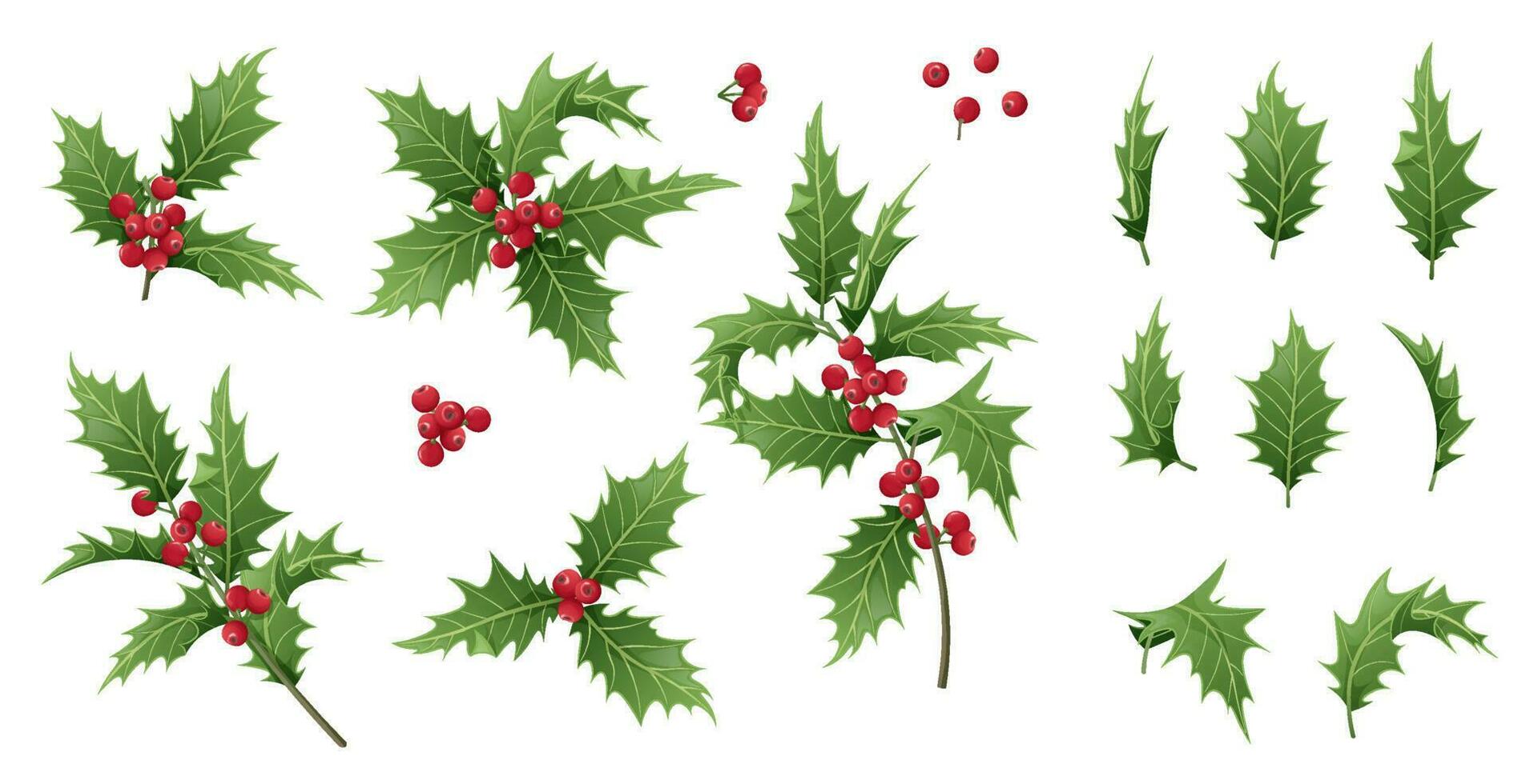 conjunto de folhas de natal e bagas de azevinho em um fundo branco. ramos de azevinho para decoração de férias. ilustração de natal e ano novo vetor