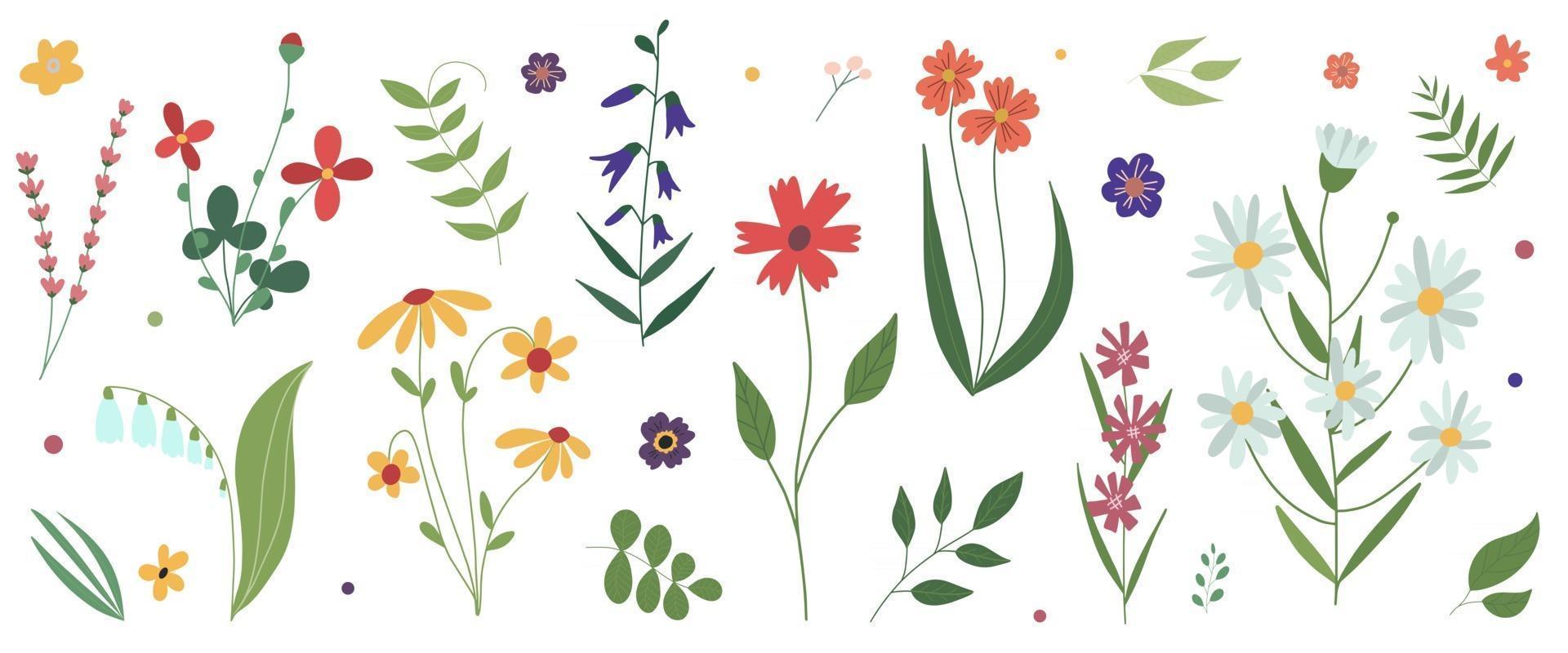 coleção de flores de prado selvagem florescendo plana colorida ilustração vetorial botânica flores isoladas em um fundo branco conjunto de elementos decorativos de design floral vetor