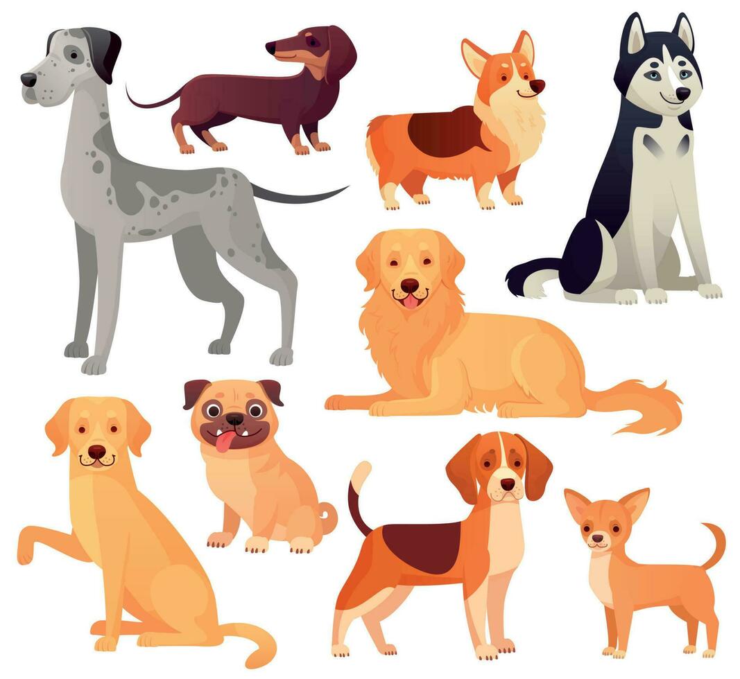 cachorros animais de estimação personagem. labrador cachorro, dourado retriever e rouco. desenho animado vetor isolado ilustração conjunto