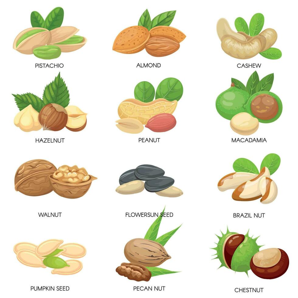 nozes e sementes. cru amendoim, macadâmia noz e pistache lanches. plantar sementes, saudável caju e girassol semente isolado vetor conjunto