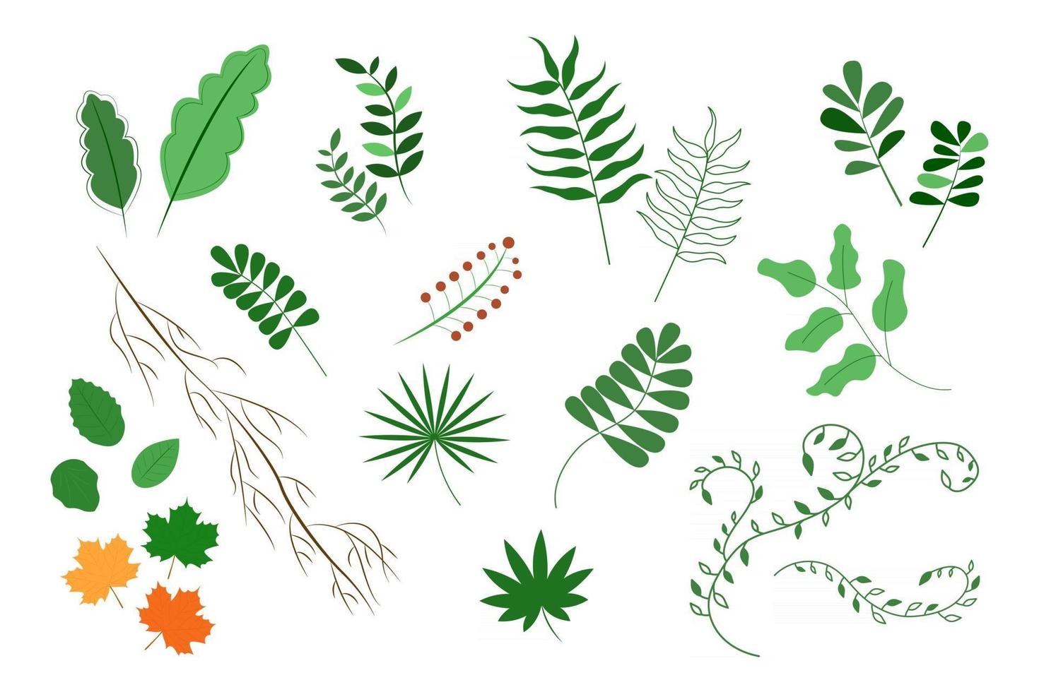 folhas conjunto coleção isolada de plantas em ilustração vetorial de fundo branco vetor