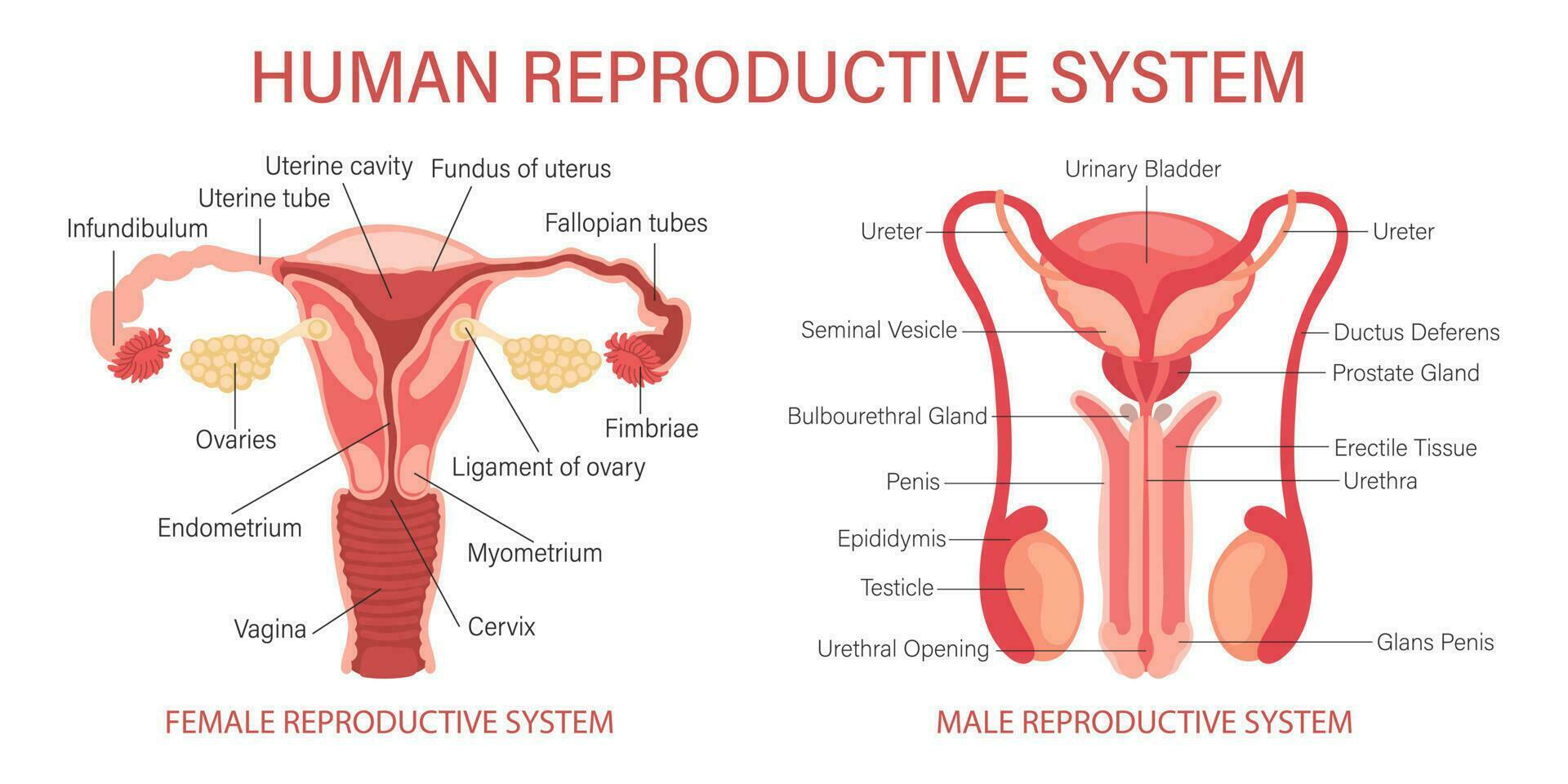 a humano reprodutivo sistema. anatomia do a interno órgãos do uma mulher e uma cara. infográfico bandeira, diagramas, vetor