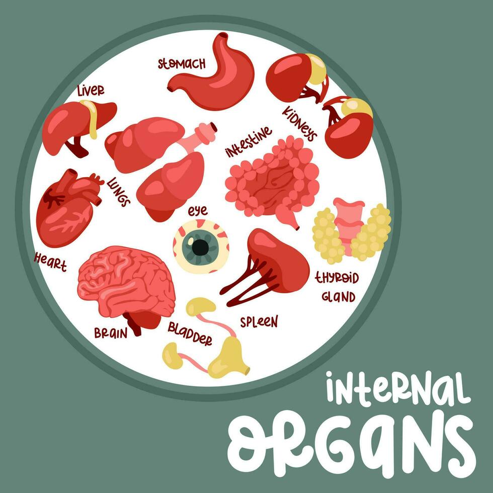 uma conjunto do cor vetor ilustrações do humano interno órgãos Como uma cobrir. adequado para impressão, Internet e apresentações. simples ilustrações do órgãos dentro uma plano estilo. desenho animado, tutorial, livros